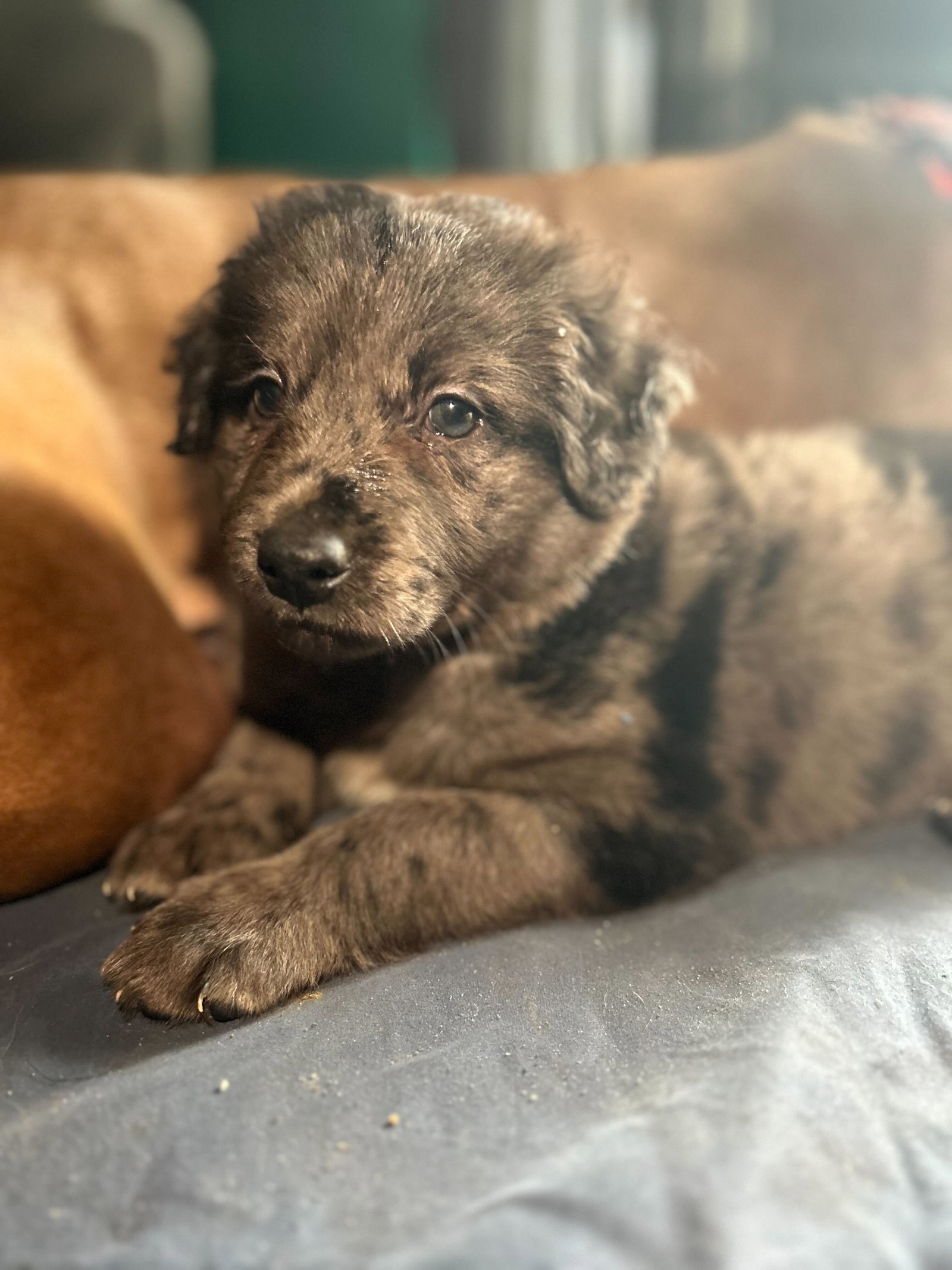 Dog for Adoption Berlin Dec 23 A Fancy Pup, a Australian Shepherd