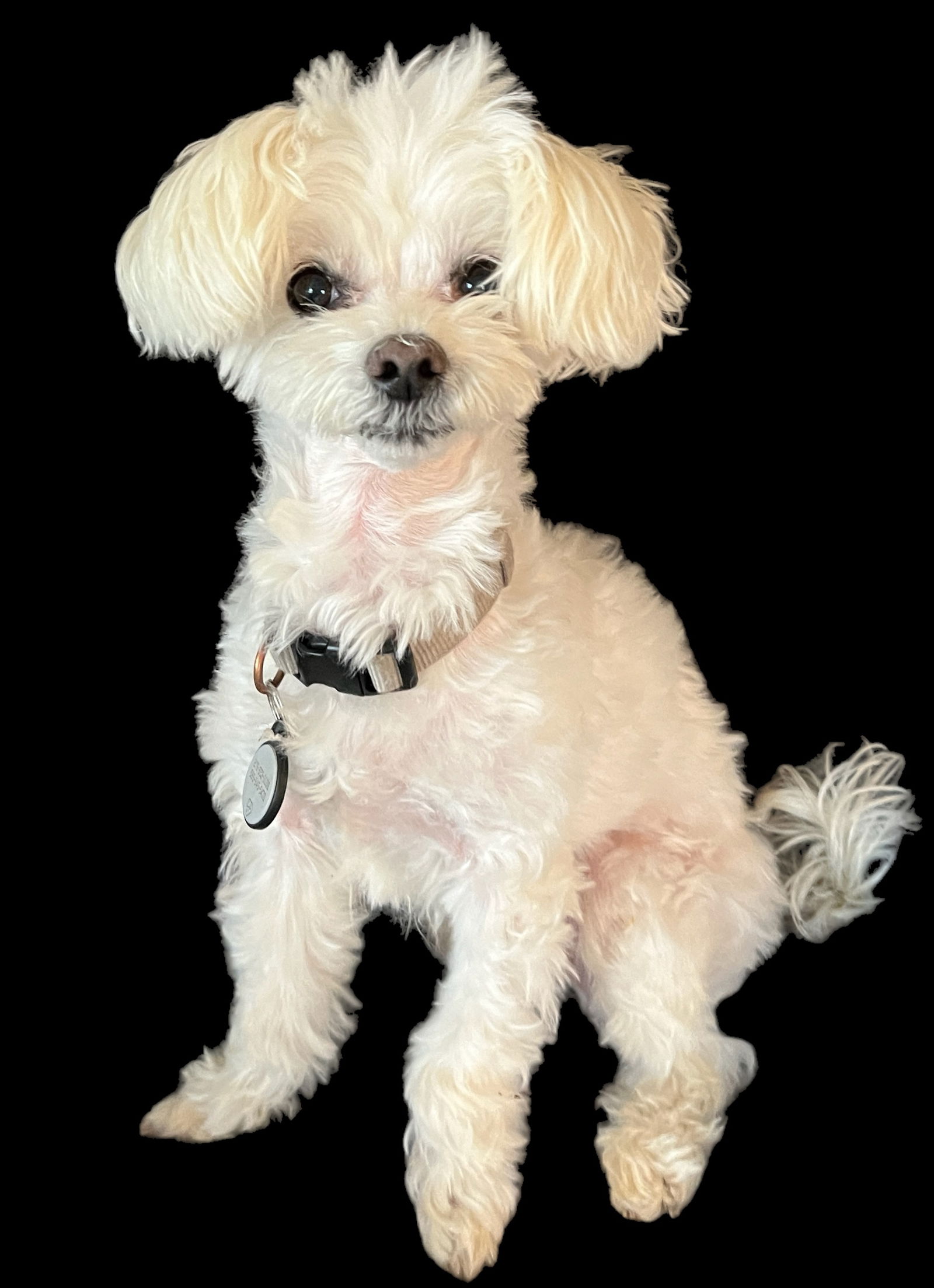 Dog Image