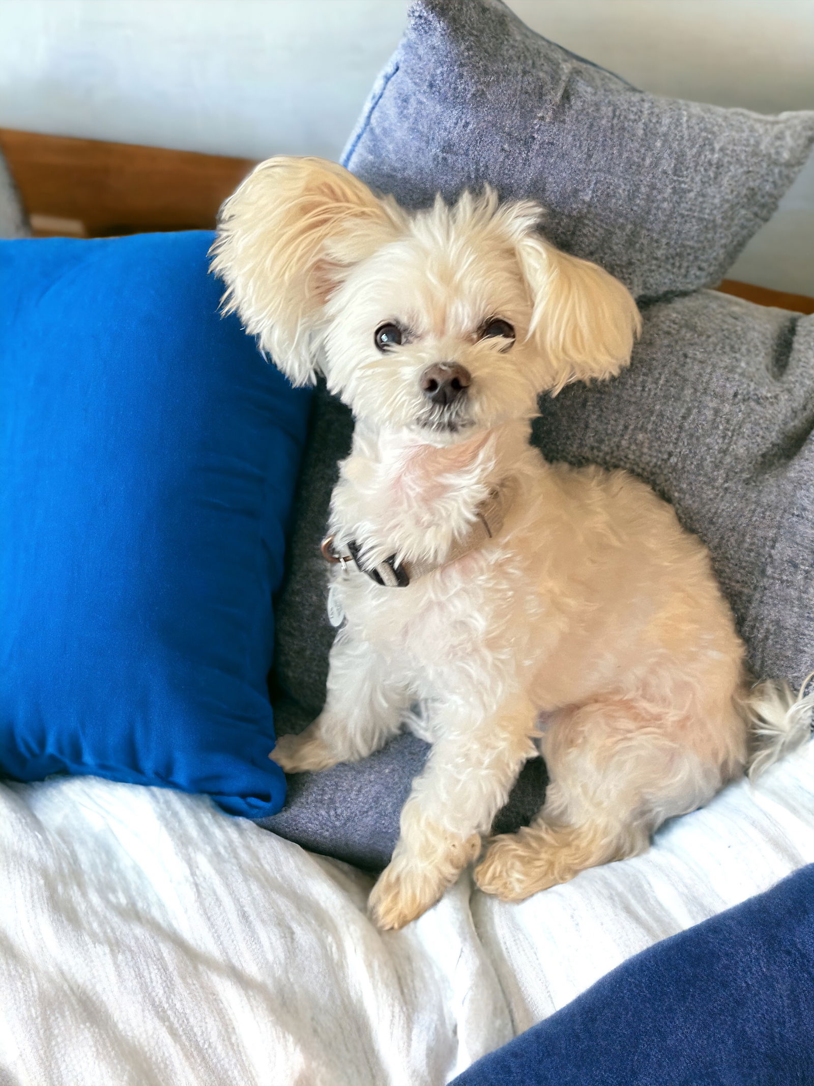 Dog Image