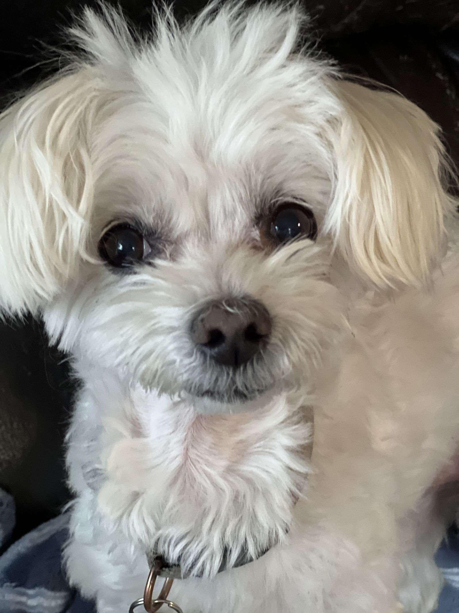 Dog for Adoption - Jude Jan 24, a Maltese in Whitmire, SC | Alpha Paw