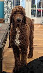 Dog Image