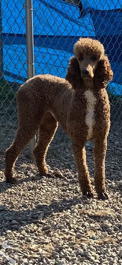 Dog Image