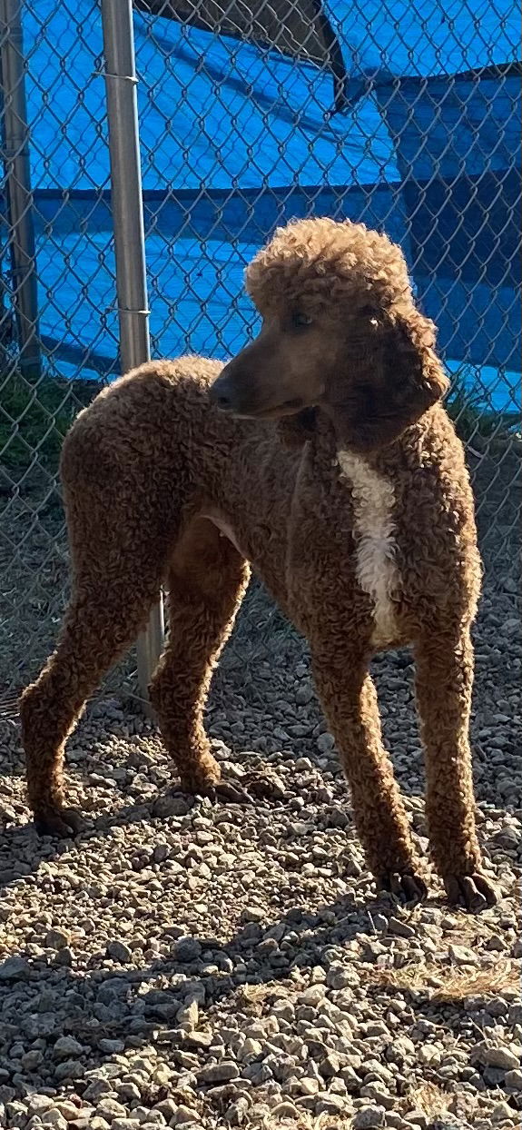 Meet An Adoptable Dog – Carolina Poodle Rescue