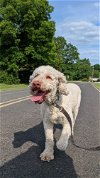 adoptable Dog in pacolet, SC named Ella Feb 24 - In Henderson, NC
