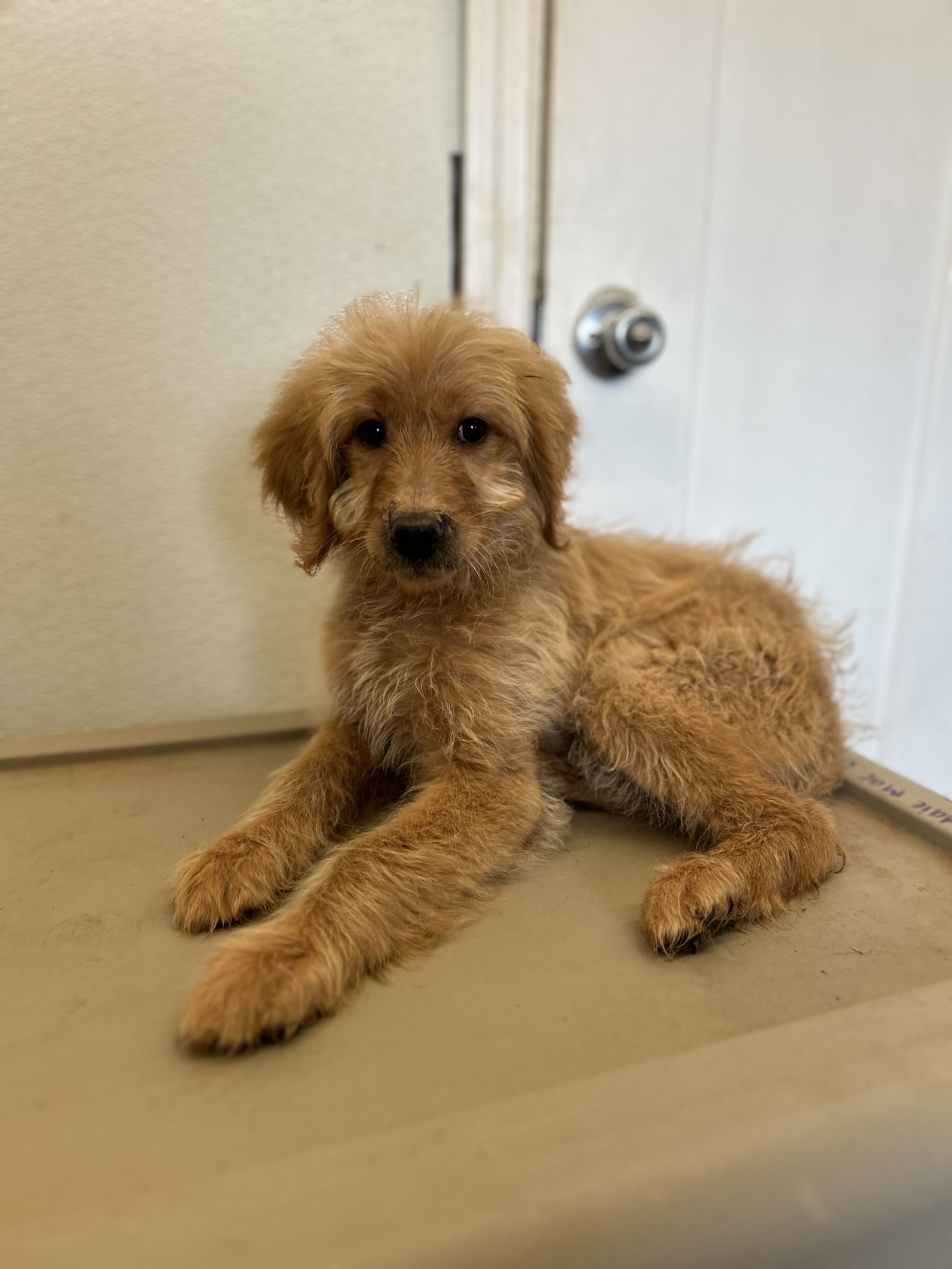 Meet An Adoptable Dog – Carolina Poodle Rescue