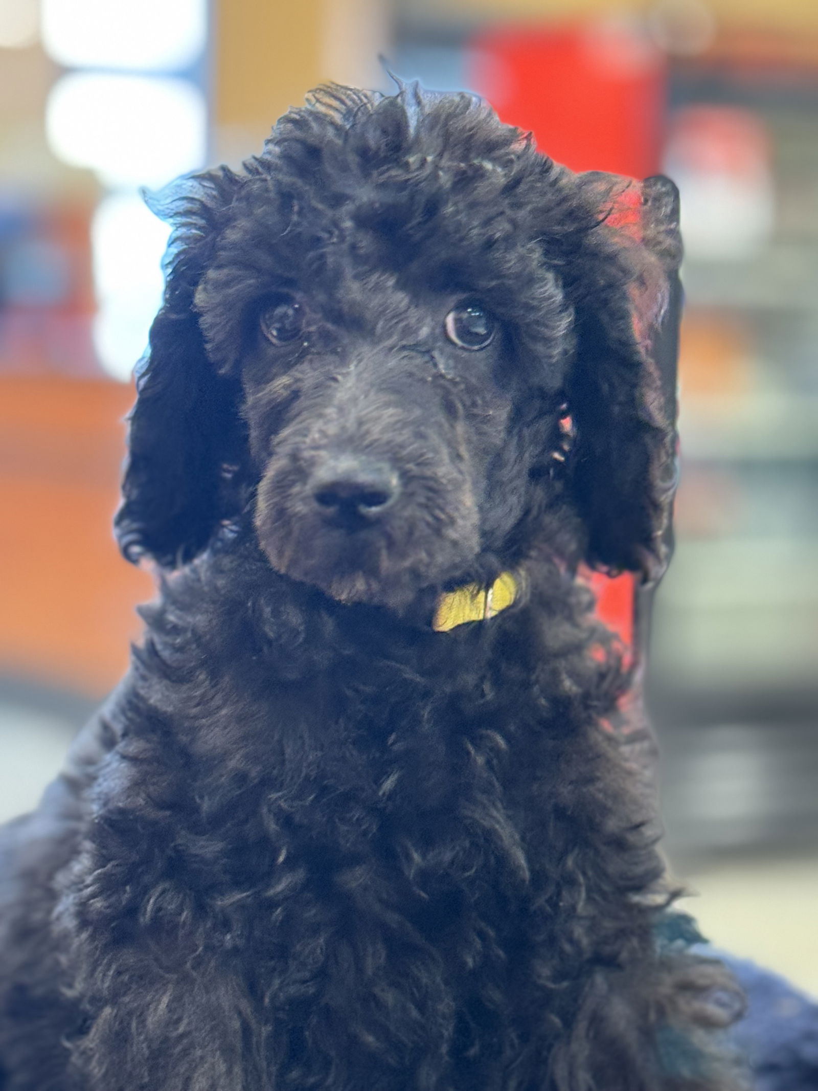 Meet An Adoptable Dog – Carolina Poodle Rescue