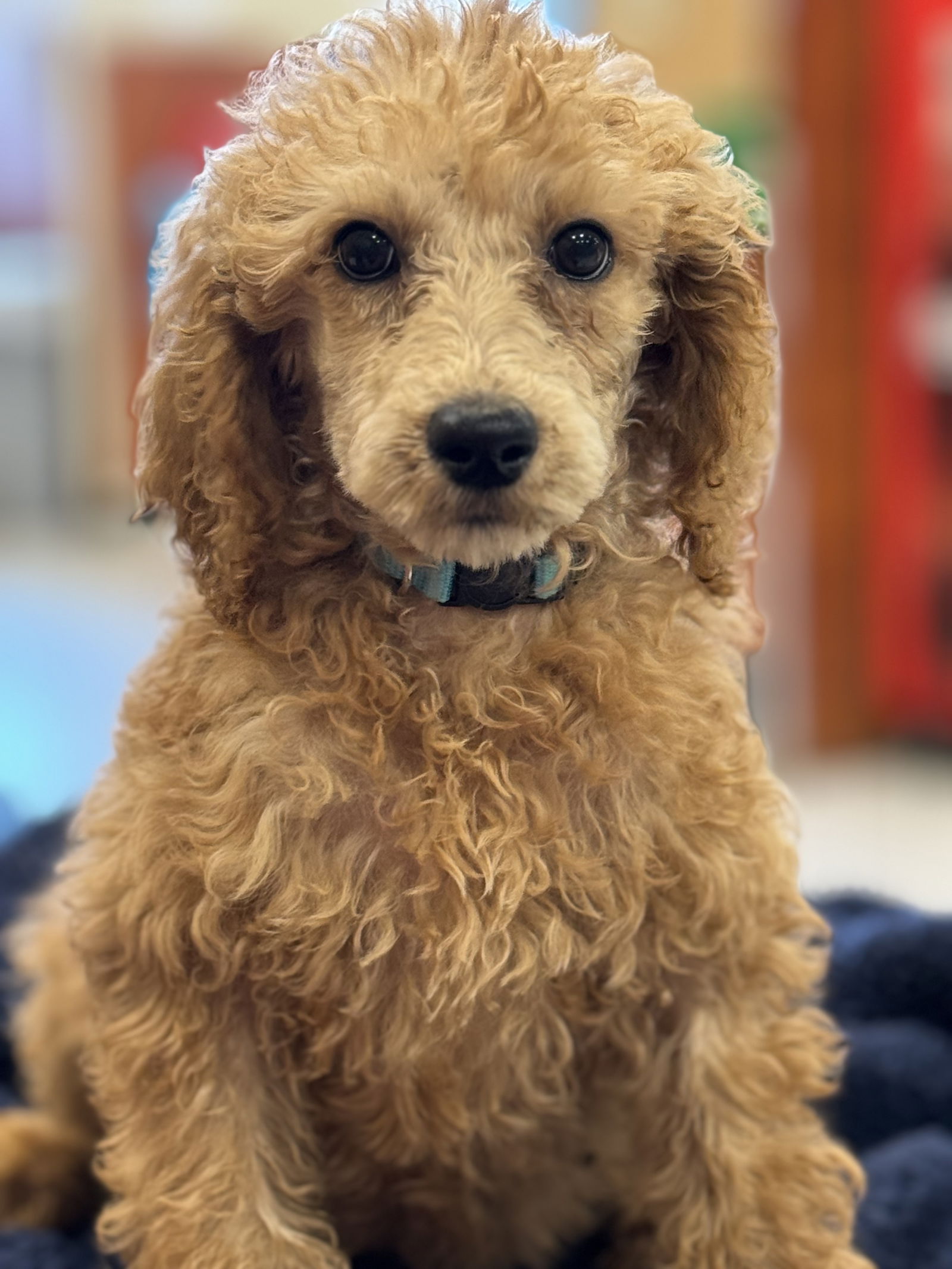 Meet An Adoptable Dog – Carolina Poodle Rescue