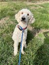 adoptable Dog in , SC named Piper Feb 24