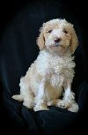 adoptable Dog in , SC named Riley Feb 24 - In Foster in Denver NC