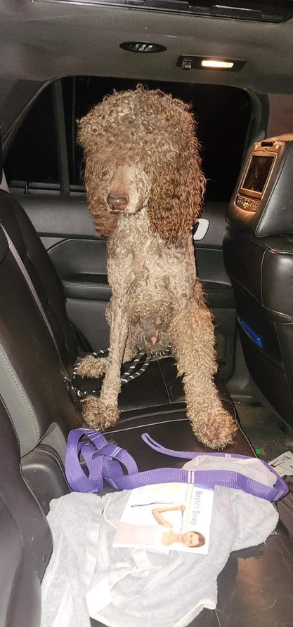 Dog Image