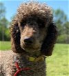 adoptable Dog in pacolet, SC named Zeppelin Feb 24