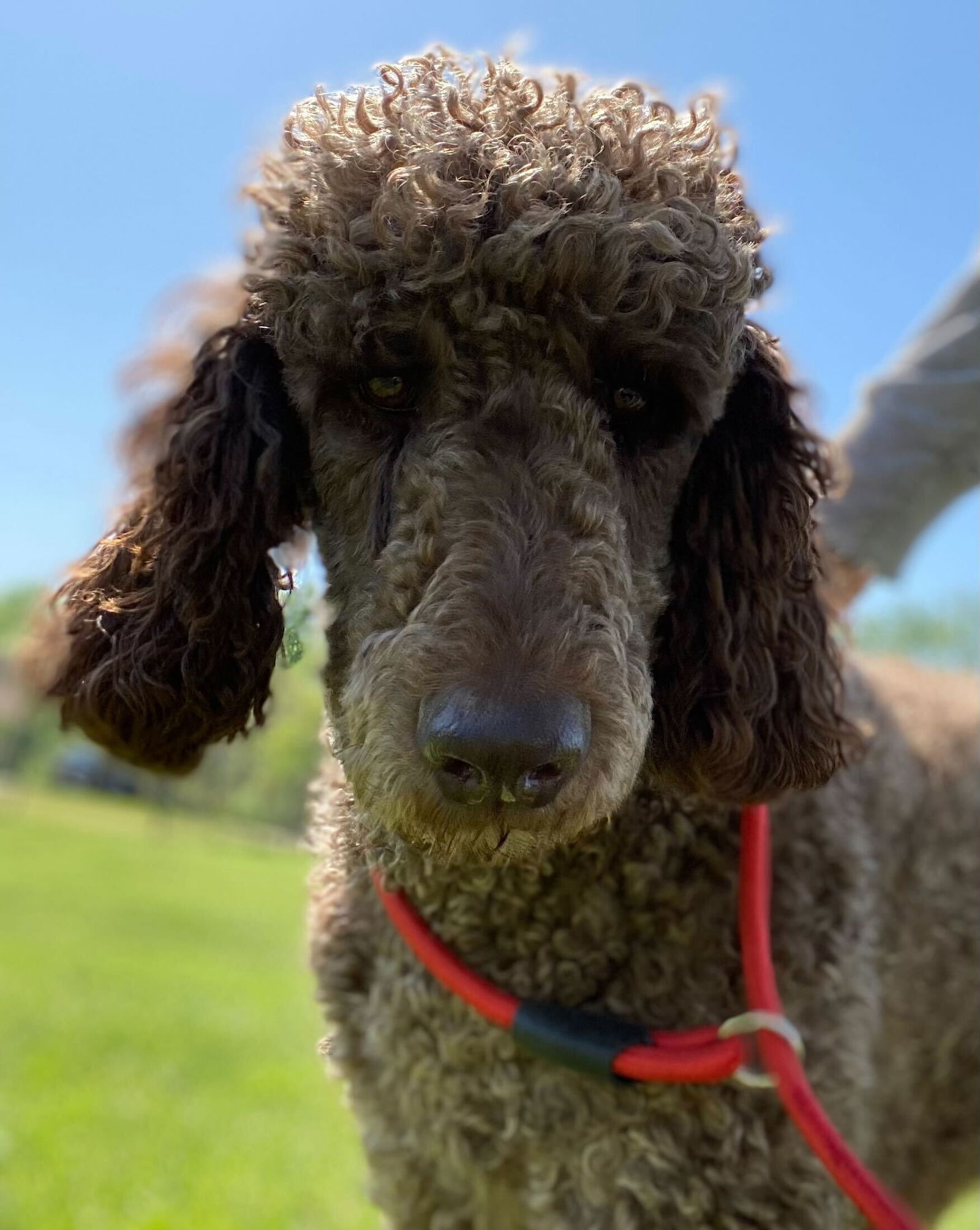 Dog Image