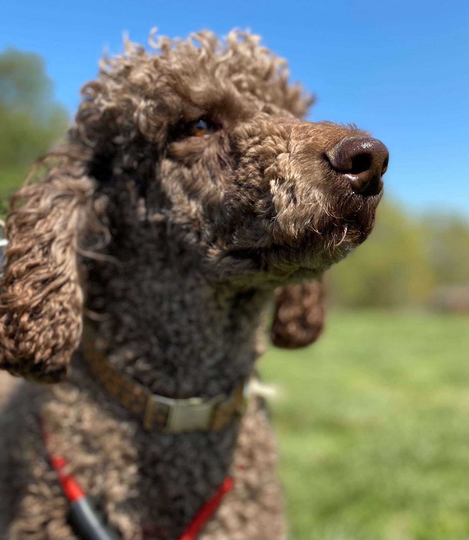 Dog Image