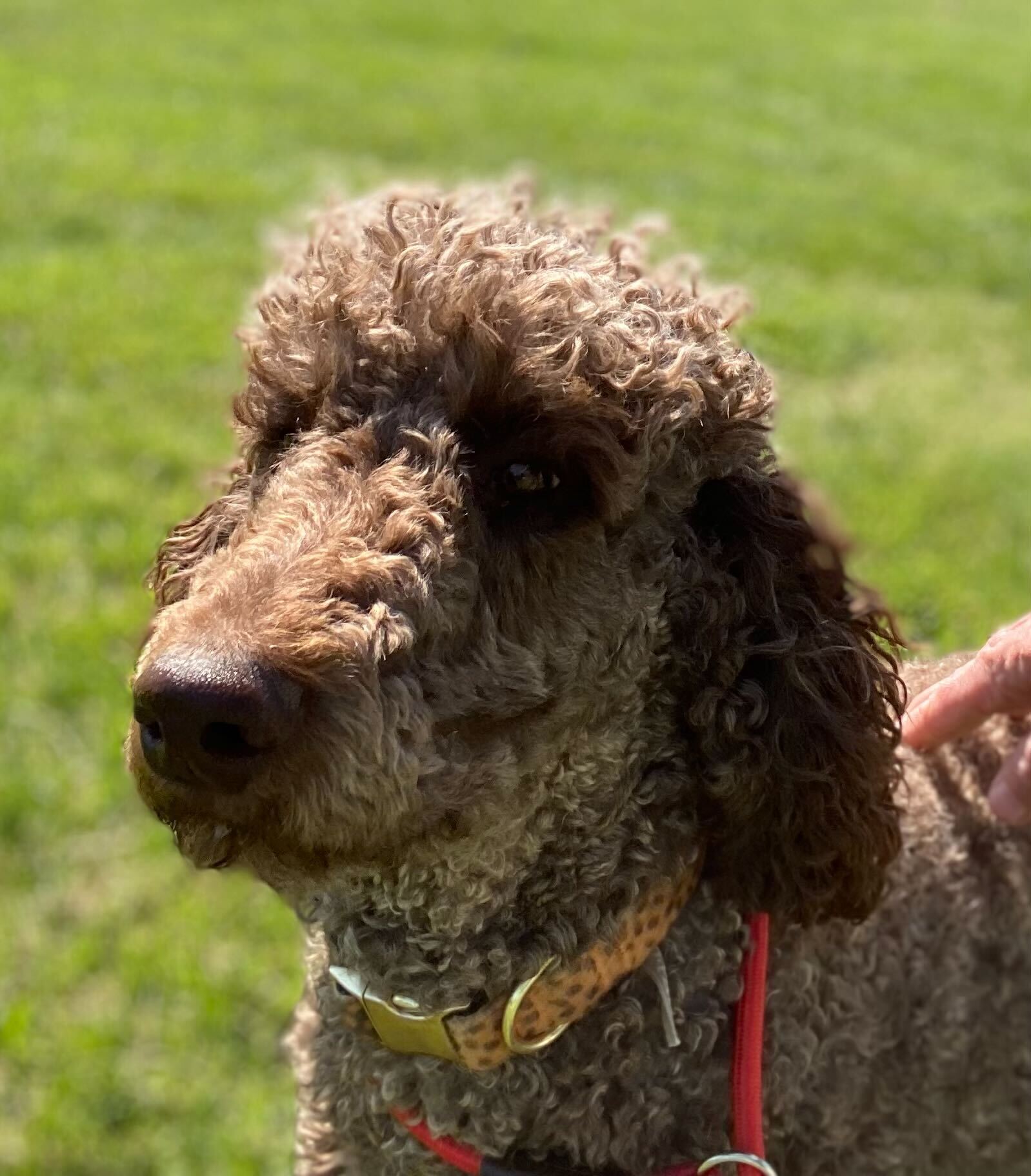 Dog Image
