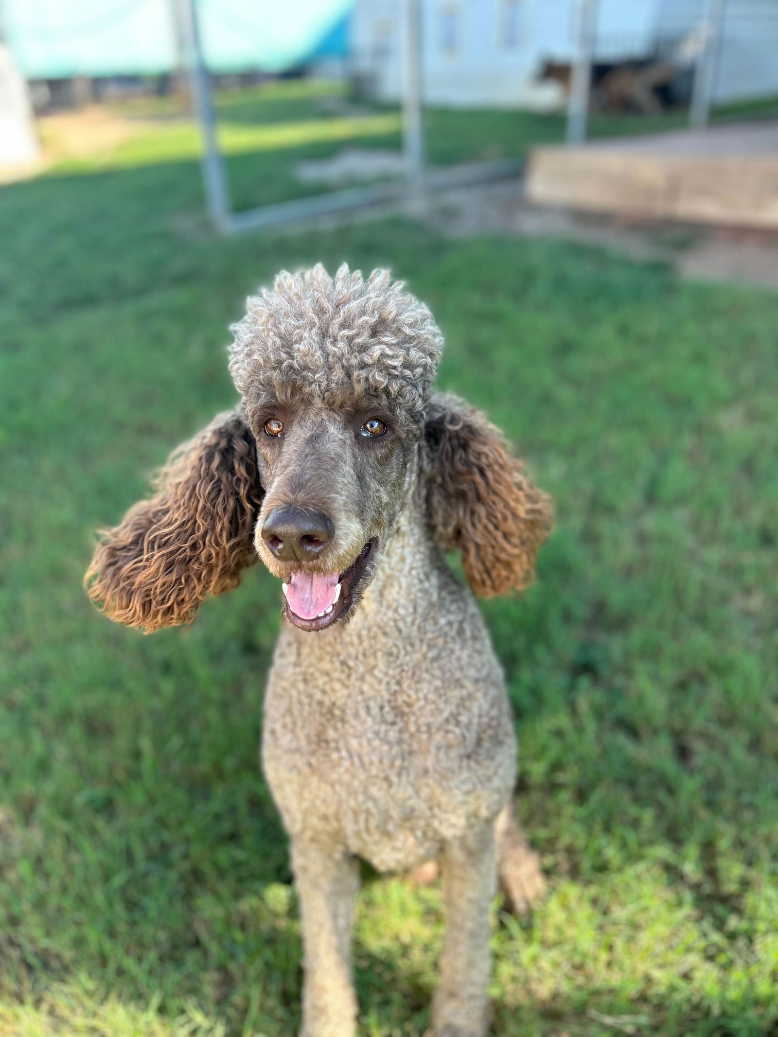 Dog Image