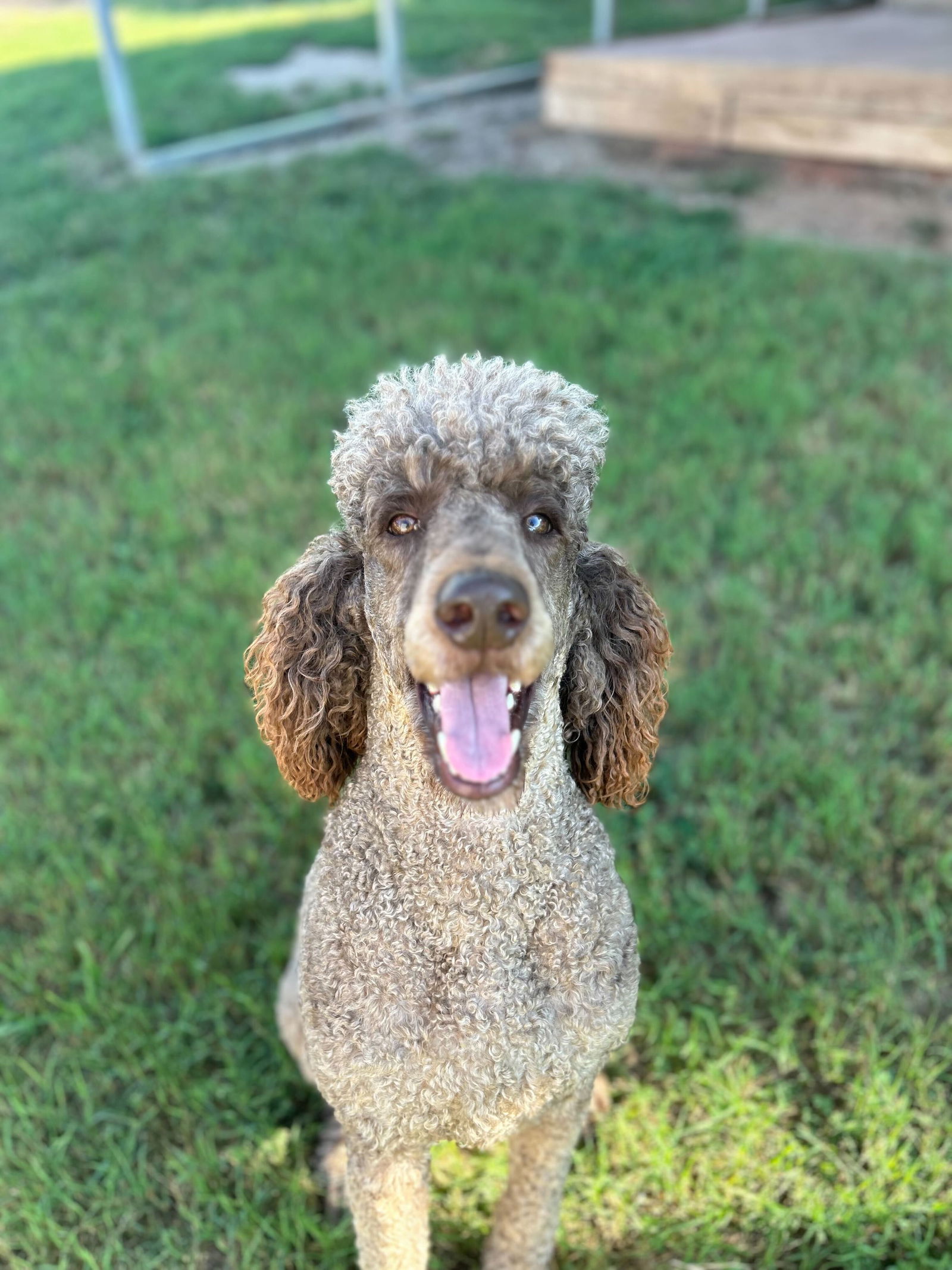 Dog Image