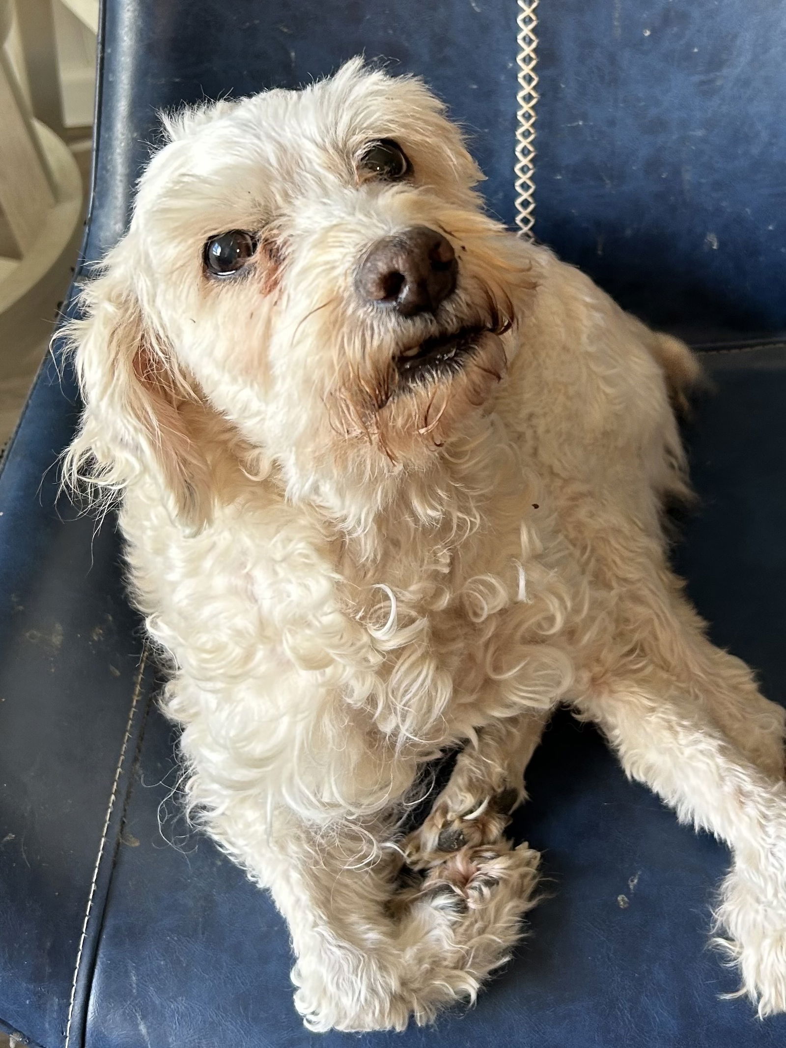 Dog Image