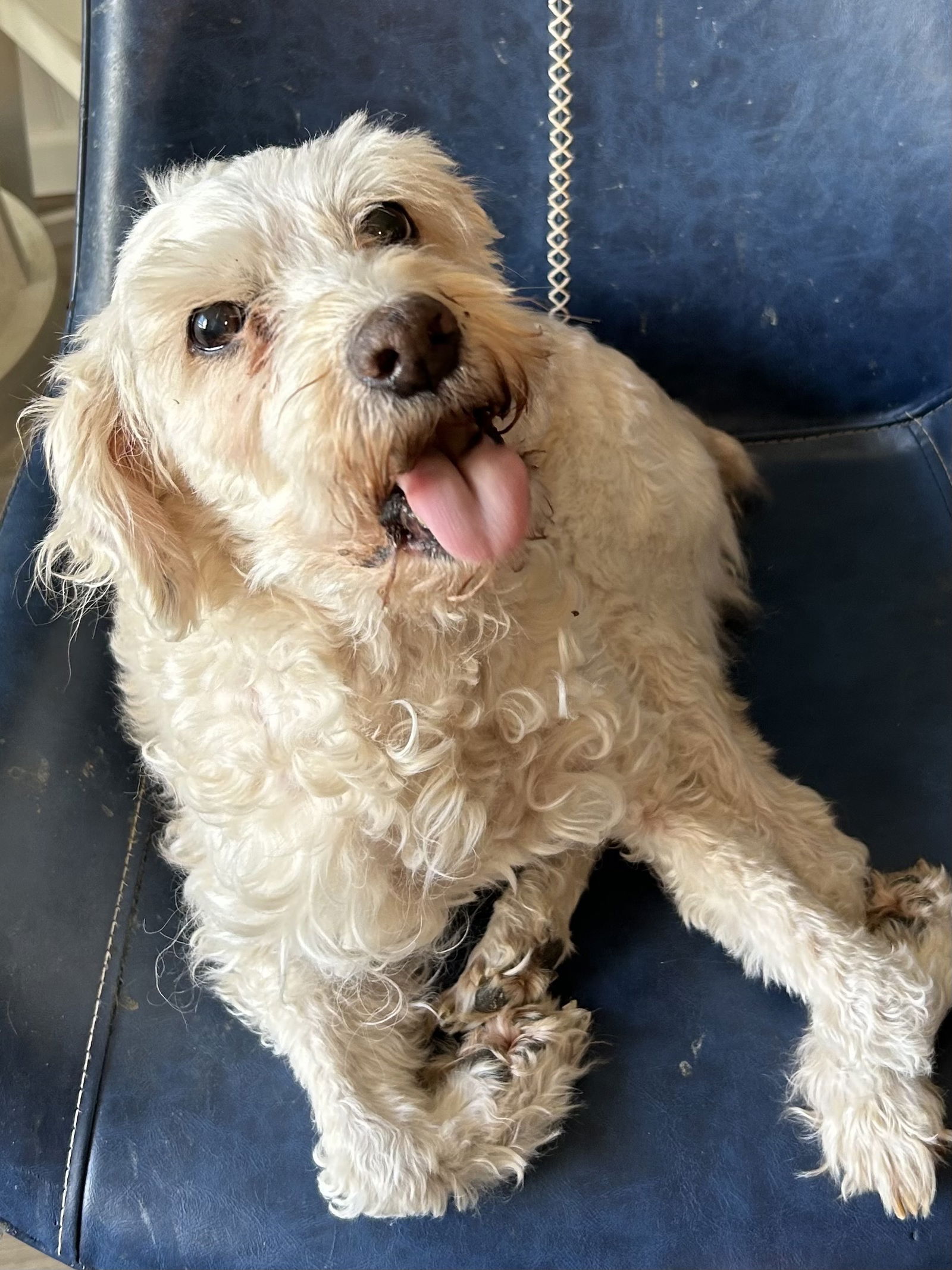 Dog Image