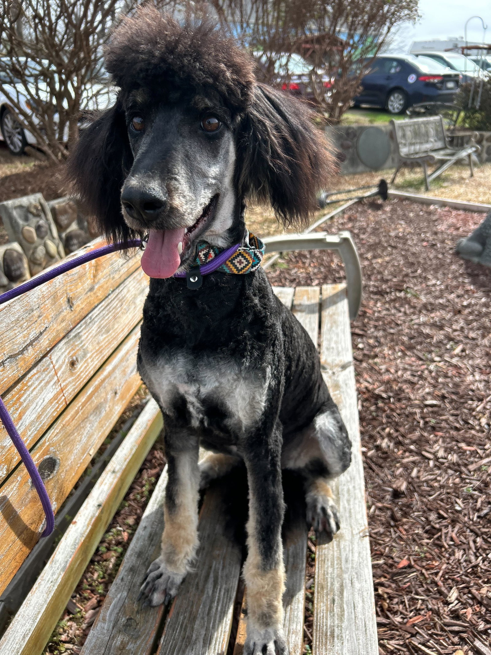 Dog for Adoption Tina Turner Feb 24, a Poodle (Standard) in Pacolet