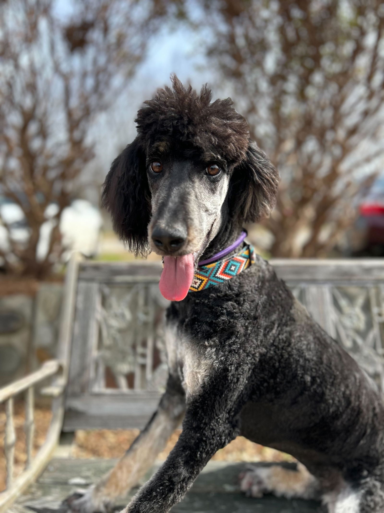 Dog for Adoption Tina Turner Feb 24, a Poodle (Standard) in Union, SC