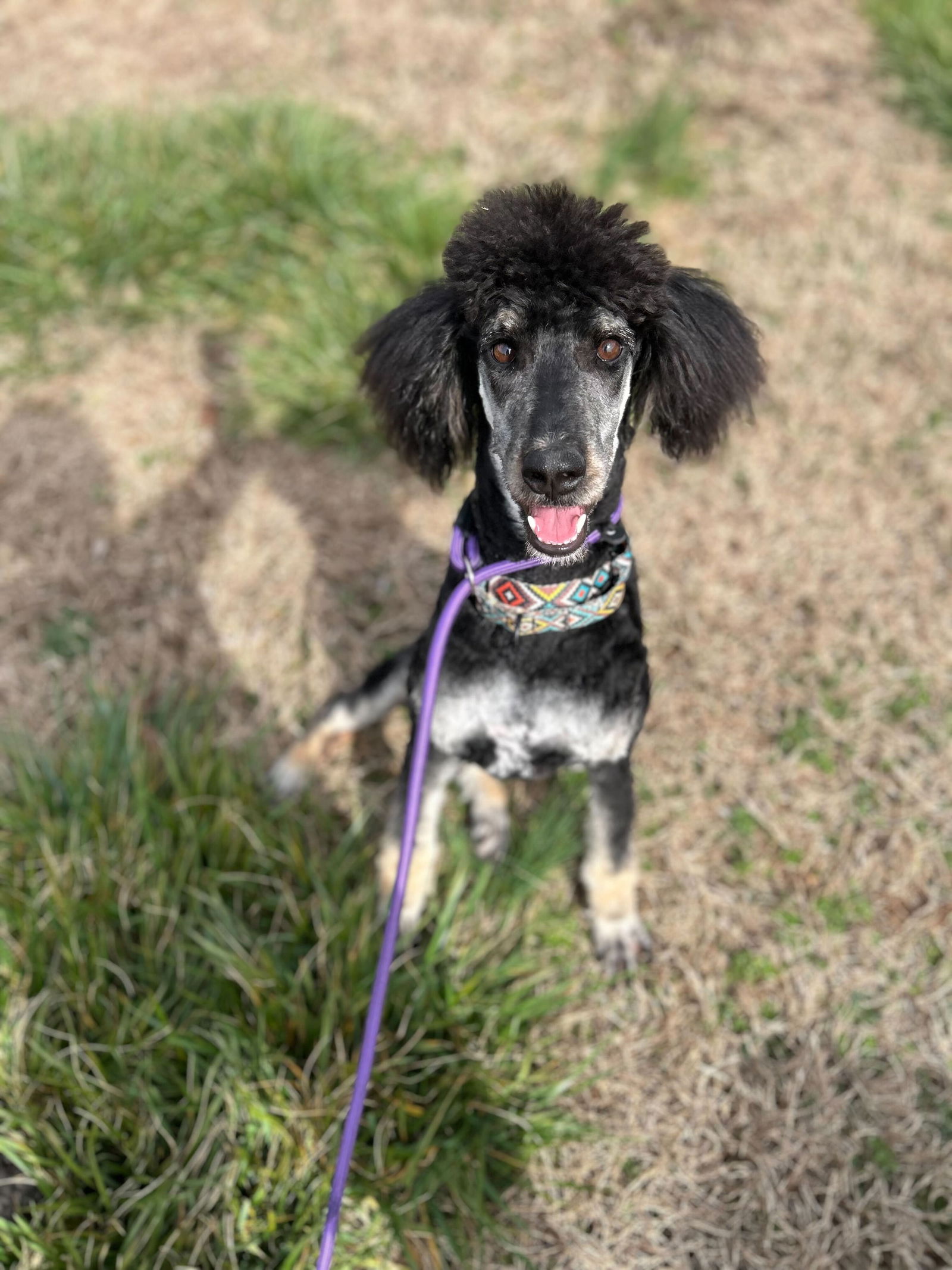 Dog for Adoption Tina Turner Feb 24, a Poodle (Standard) in Union, SC