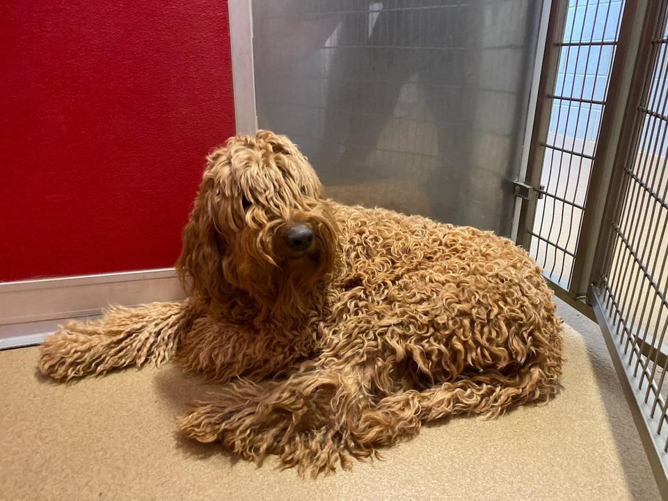 Dog Image