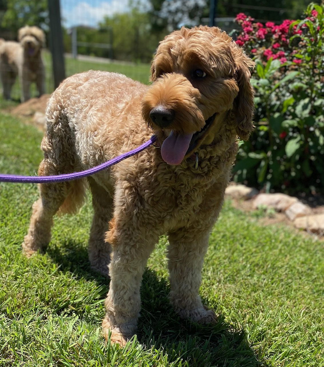 Dog Image