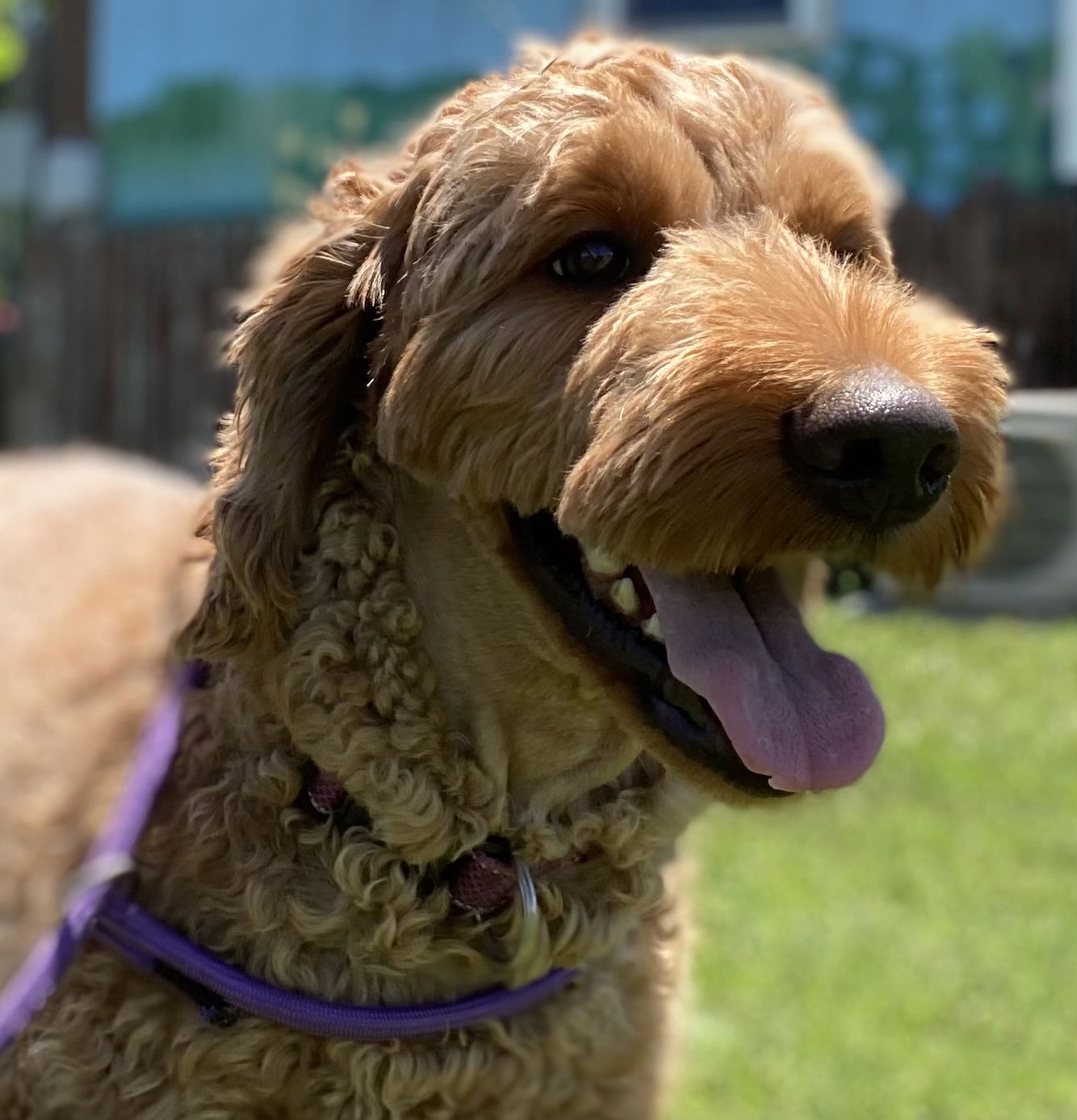 Dog Image