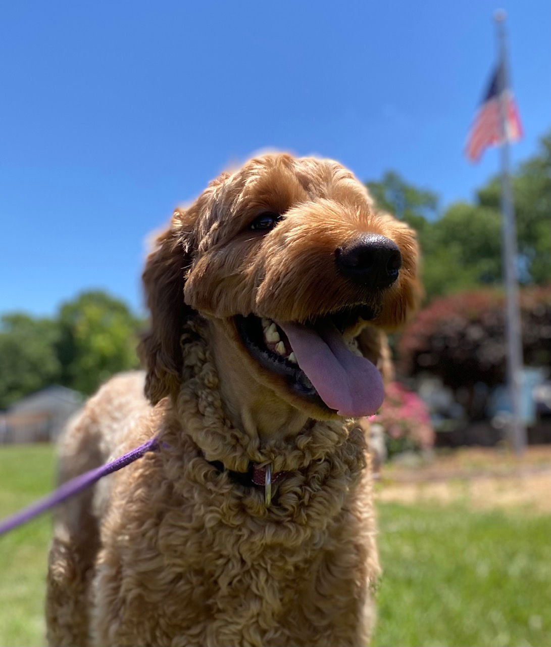 Dog Image