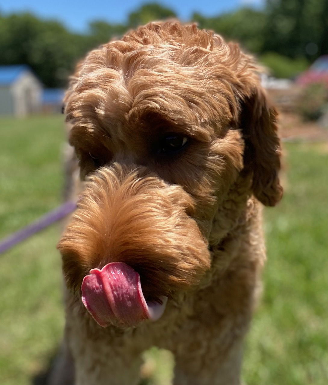 Dog Image