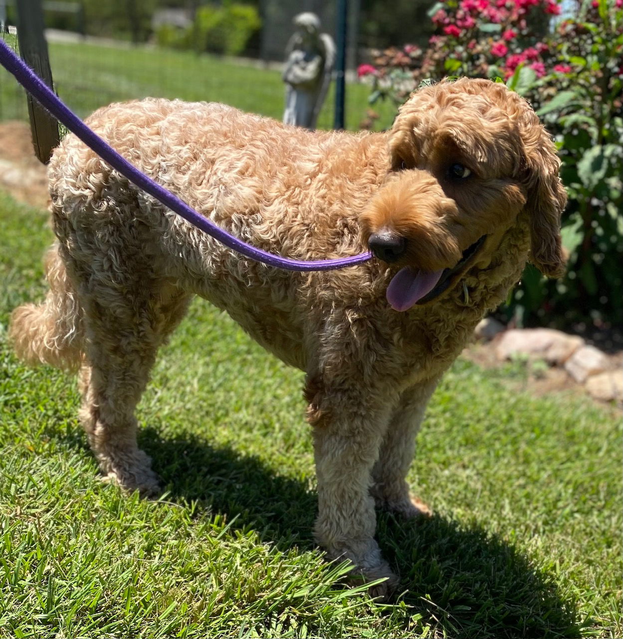 Dog Image