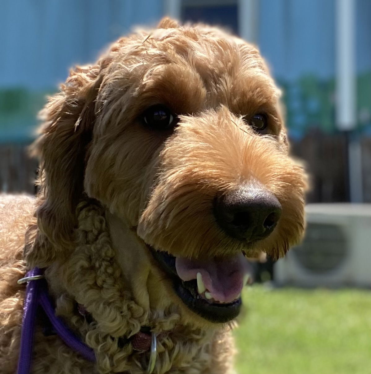 Dog Image