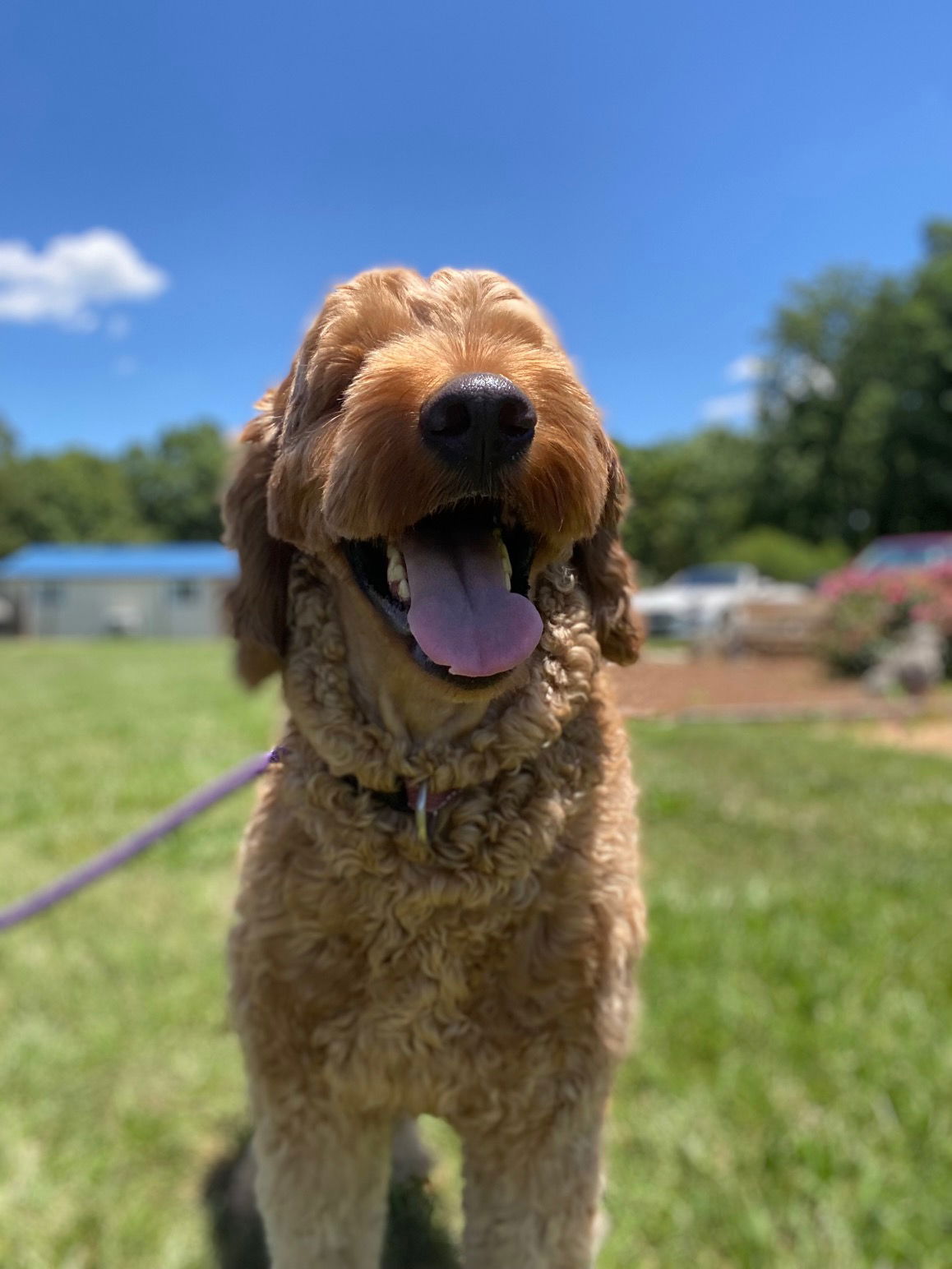 Dog Image