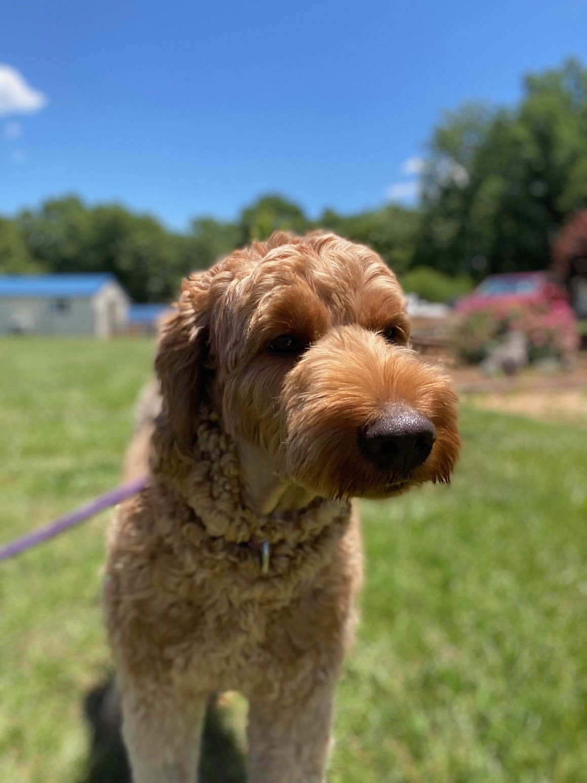 Dog Image