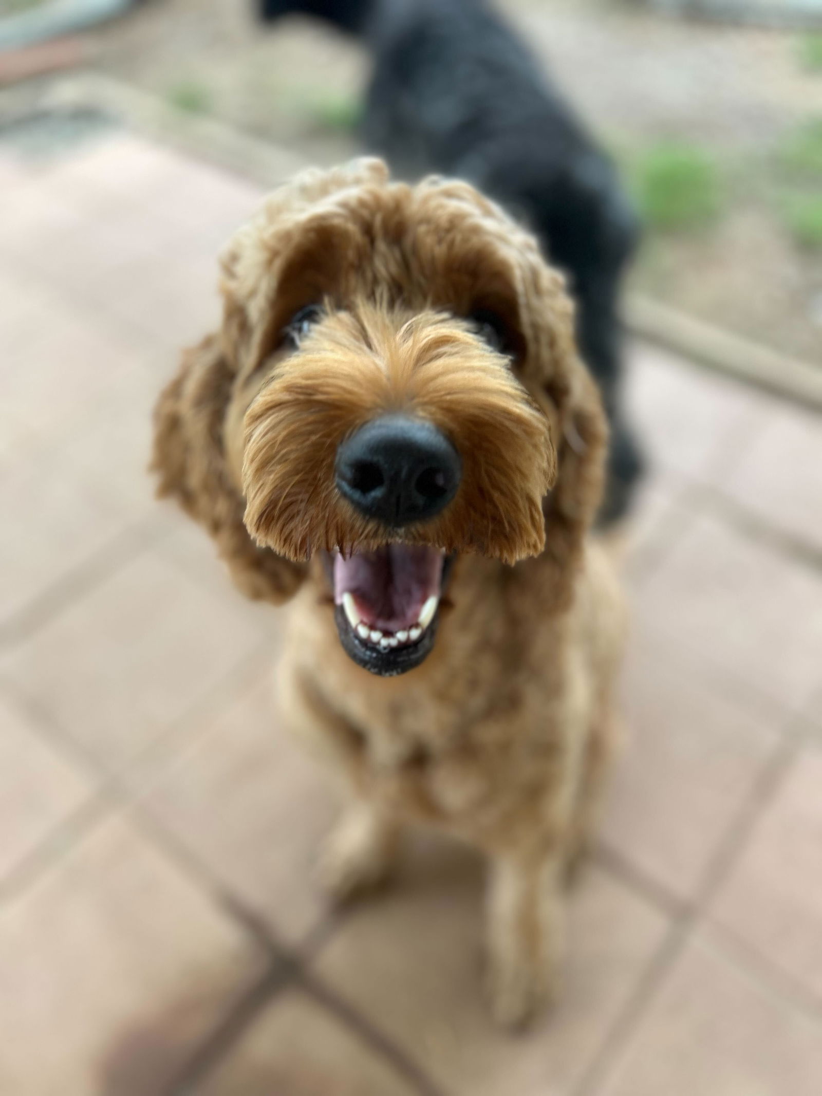 Dog Image
