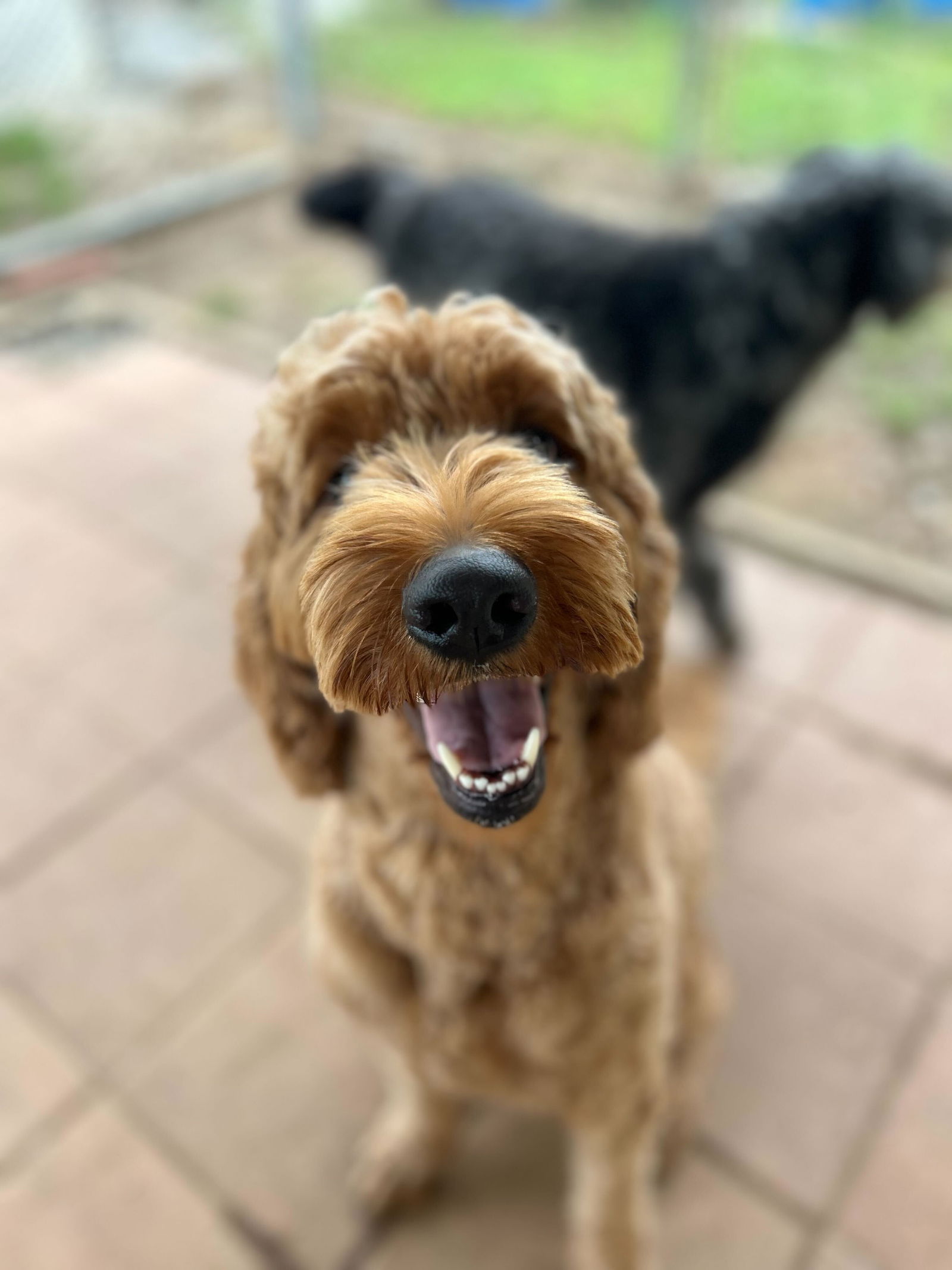 Dog Image