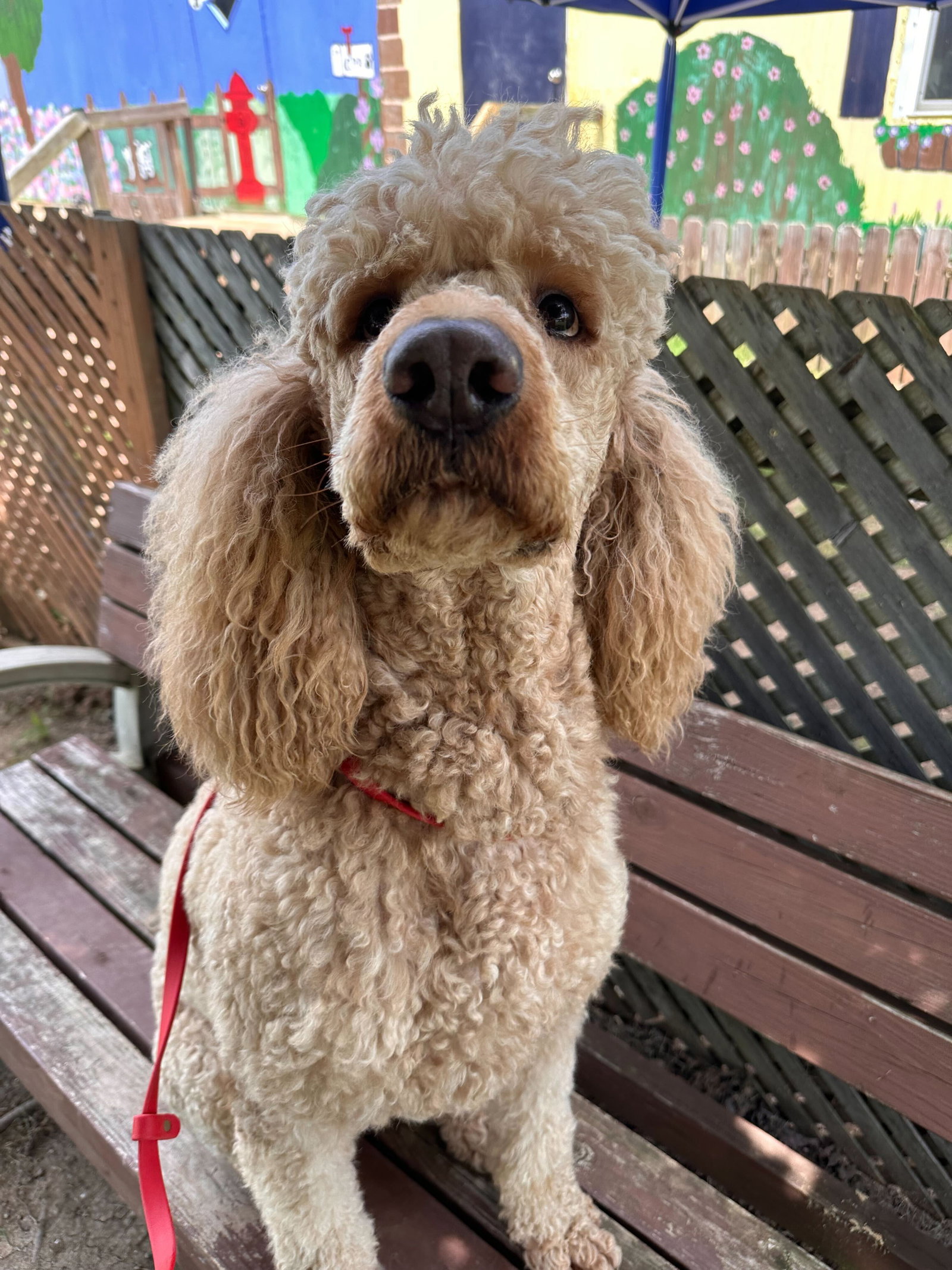 Dog Image