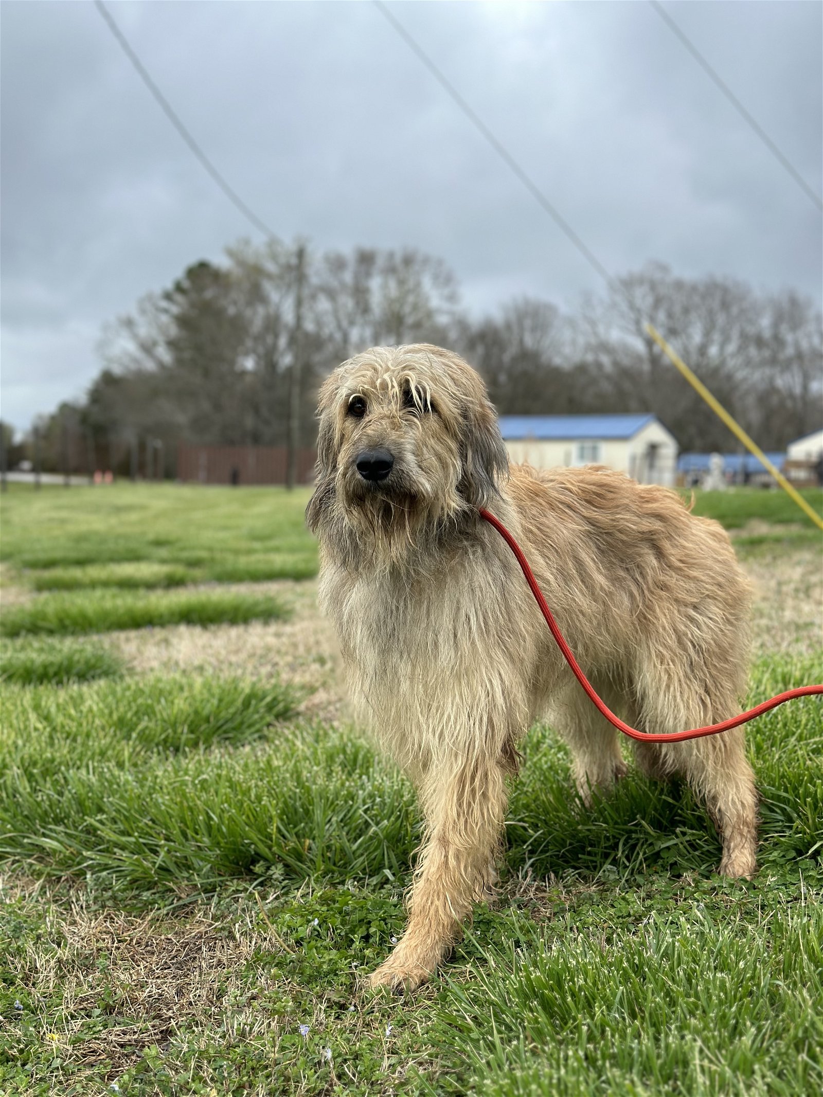 adoptable Dog in Jonesville, SC named Jackie Mar 24