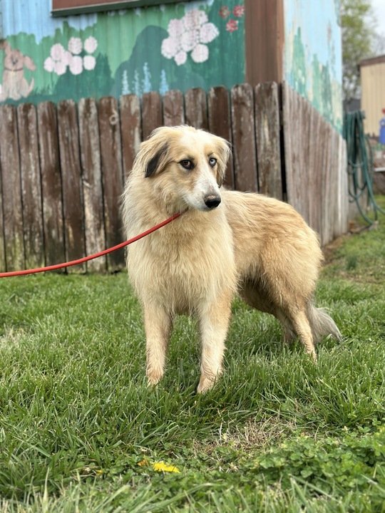 adoptable Dog in Jonesville, SC named Olivia Mar 24