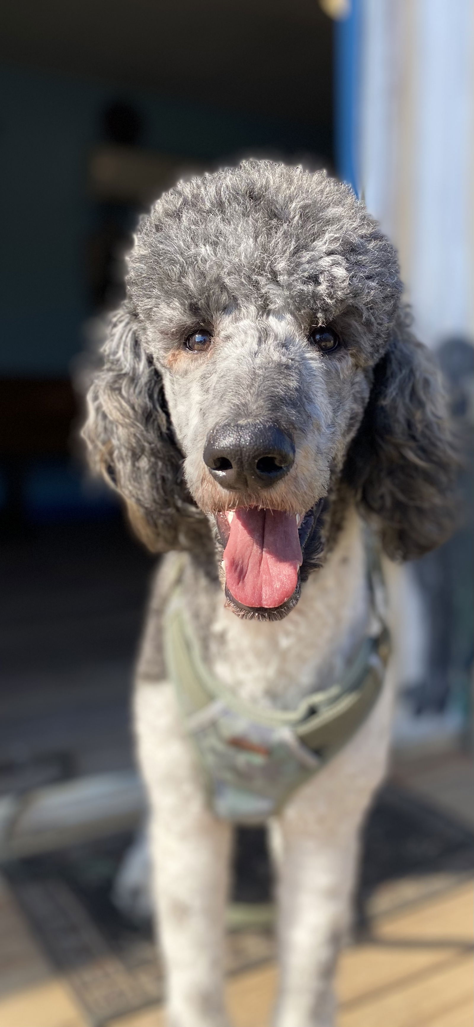 Meet An Adoptable Dog – Carolina Poodle Rescue