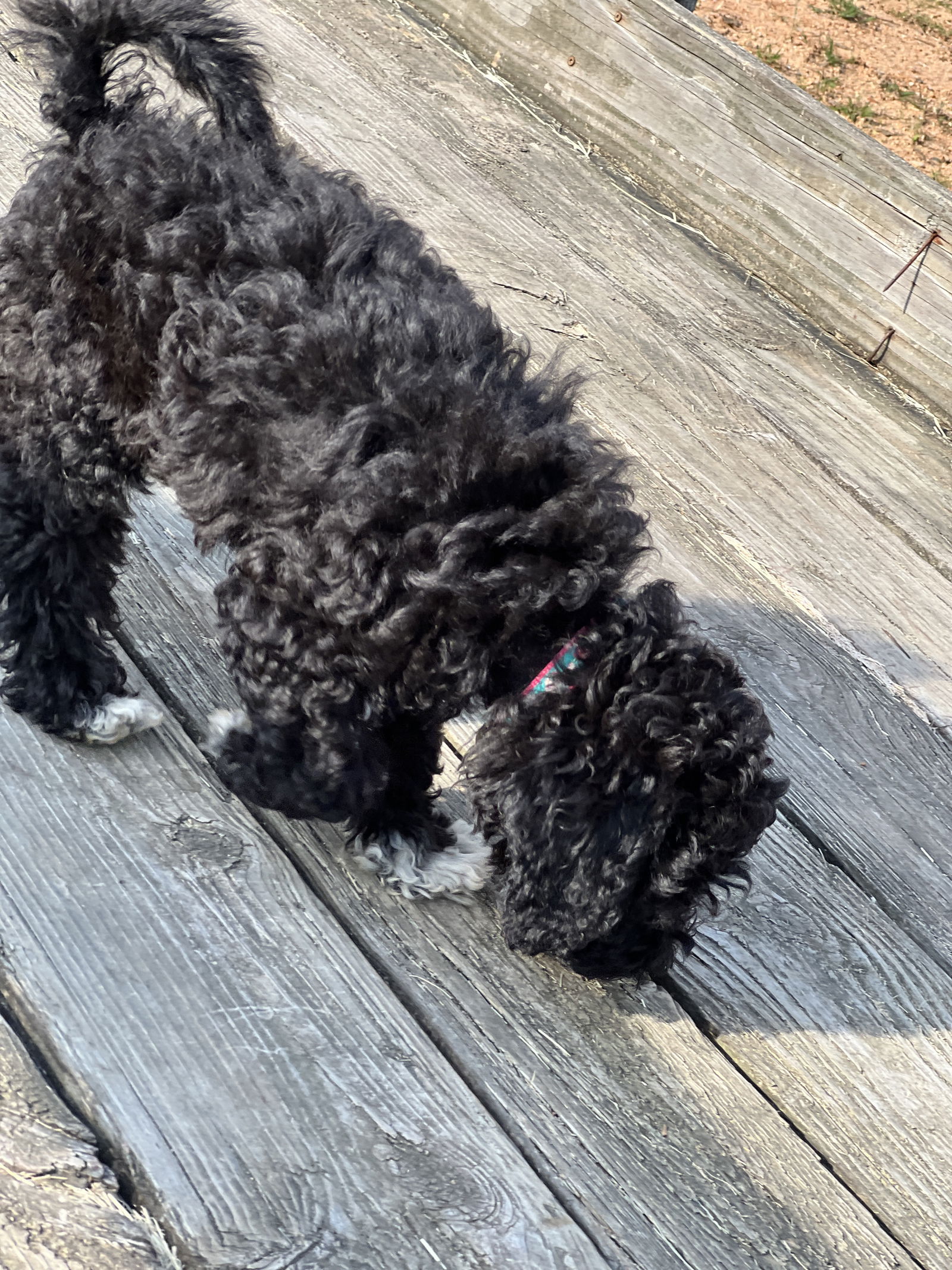 Meet An Adoptable Dog – Carolina Poodle Rescue