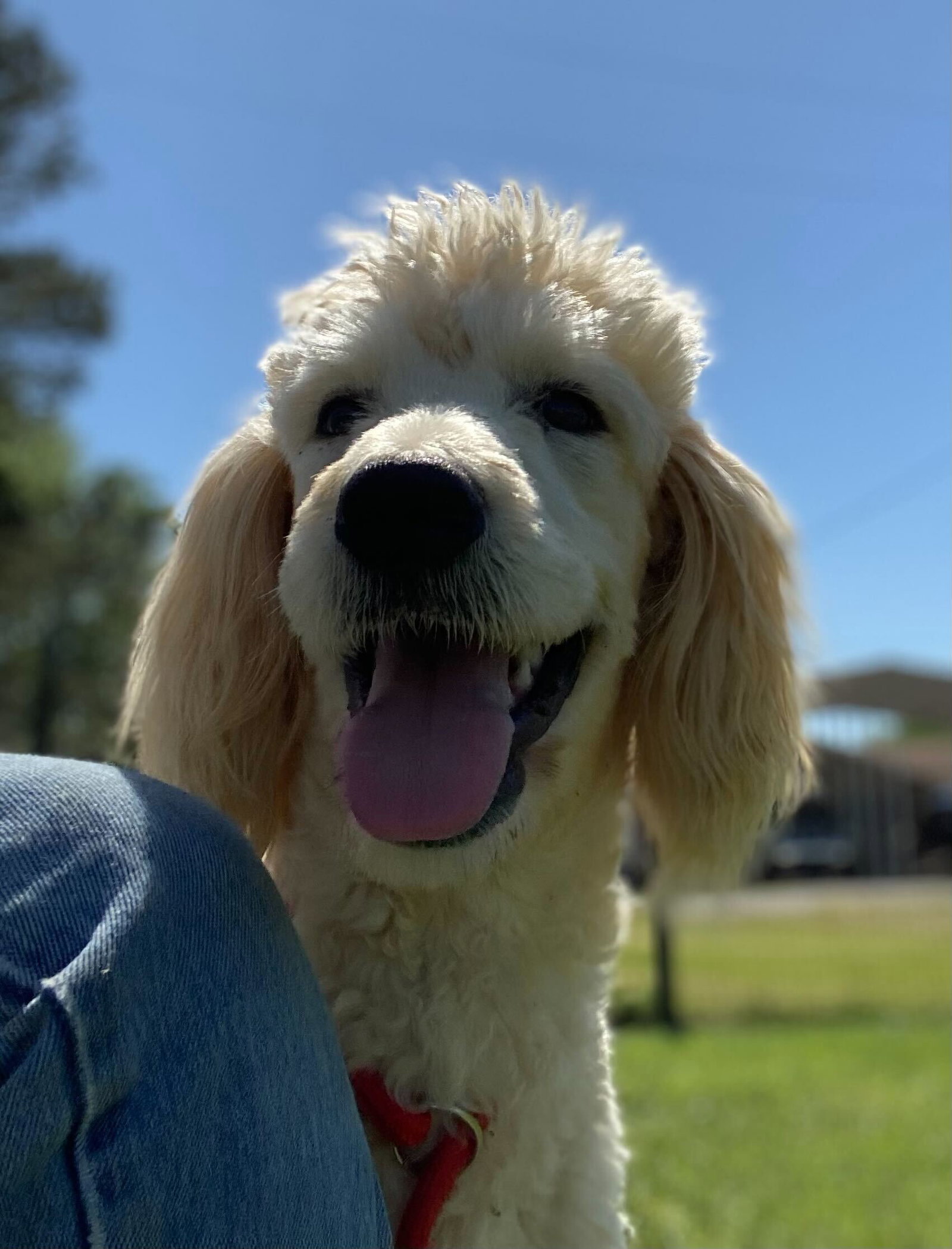 Dog Image