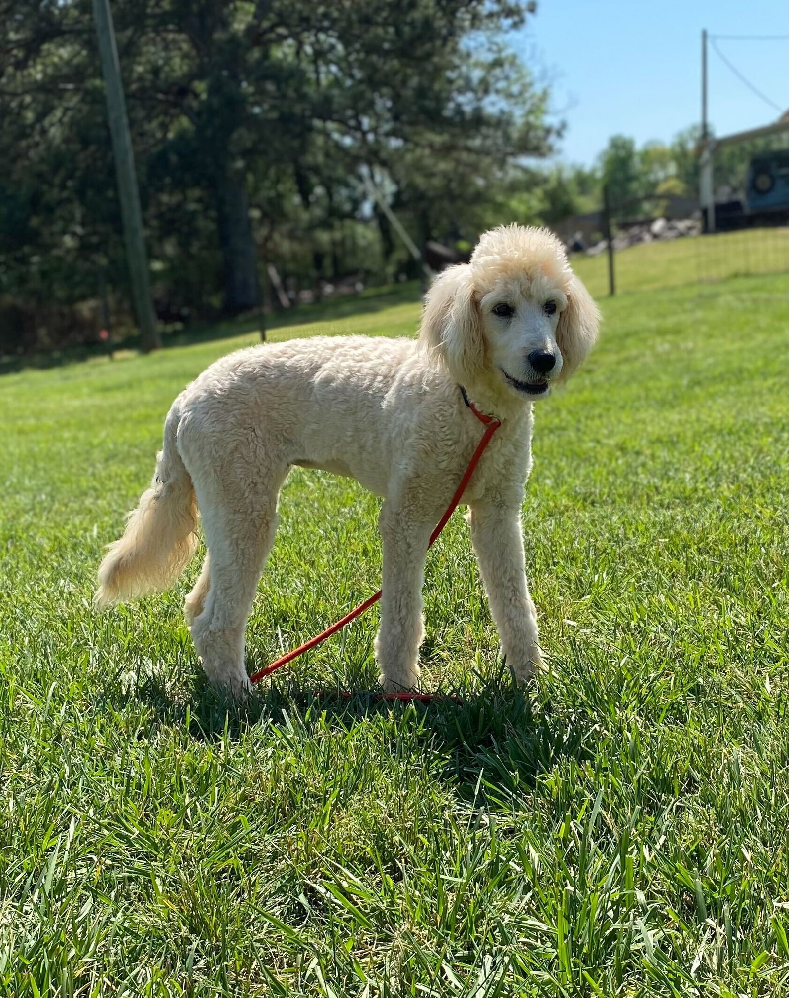 Dog Image