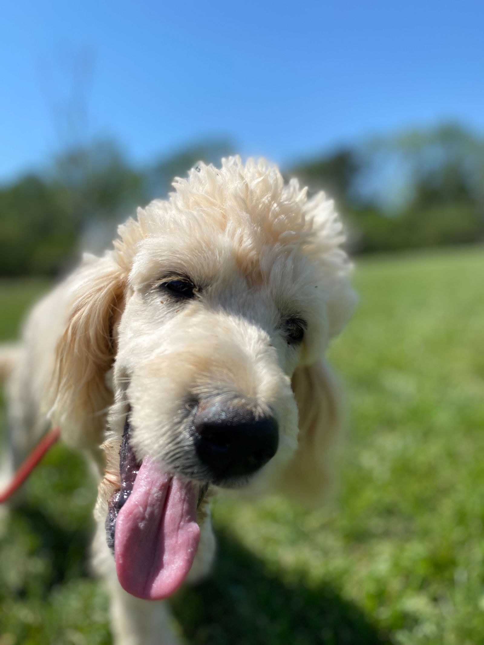 Meet An Adoptable Dog – Carolina Poodle Rescue