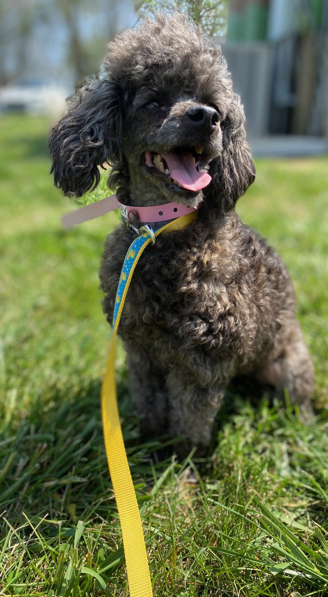 Dog Image
