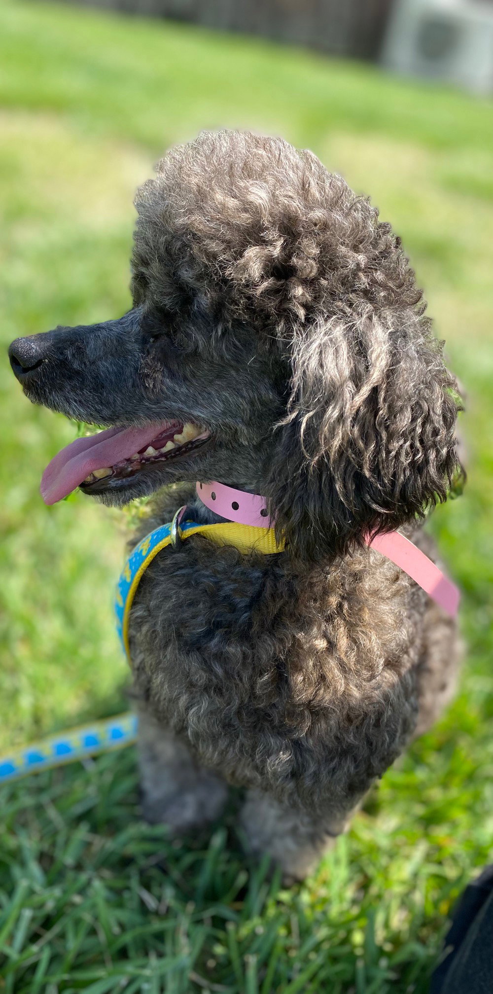 Dog Image