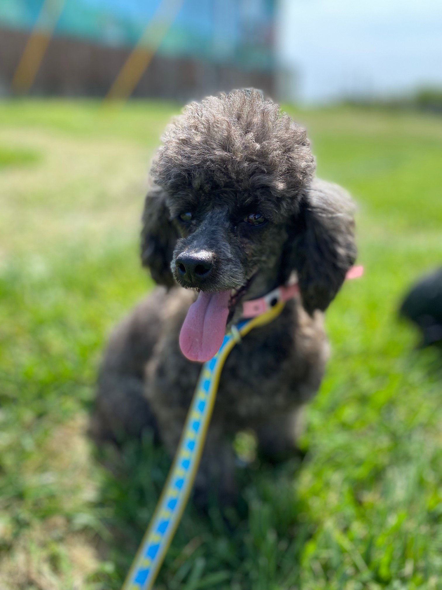 Dog Image