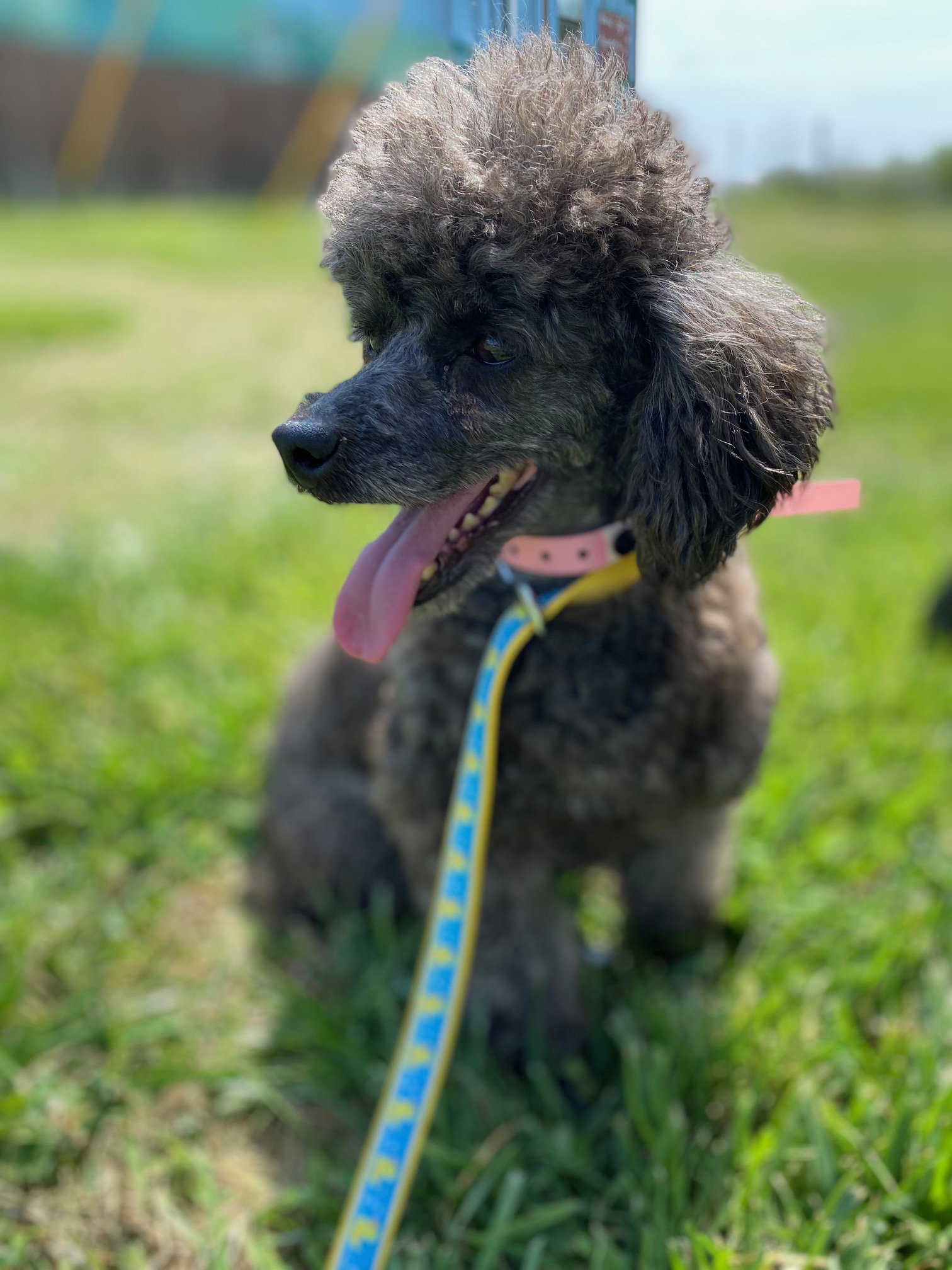 Dog Image