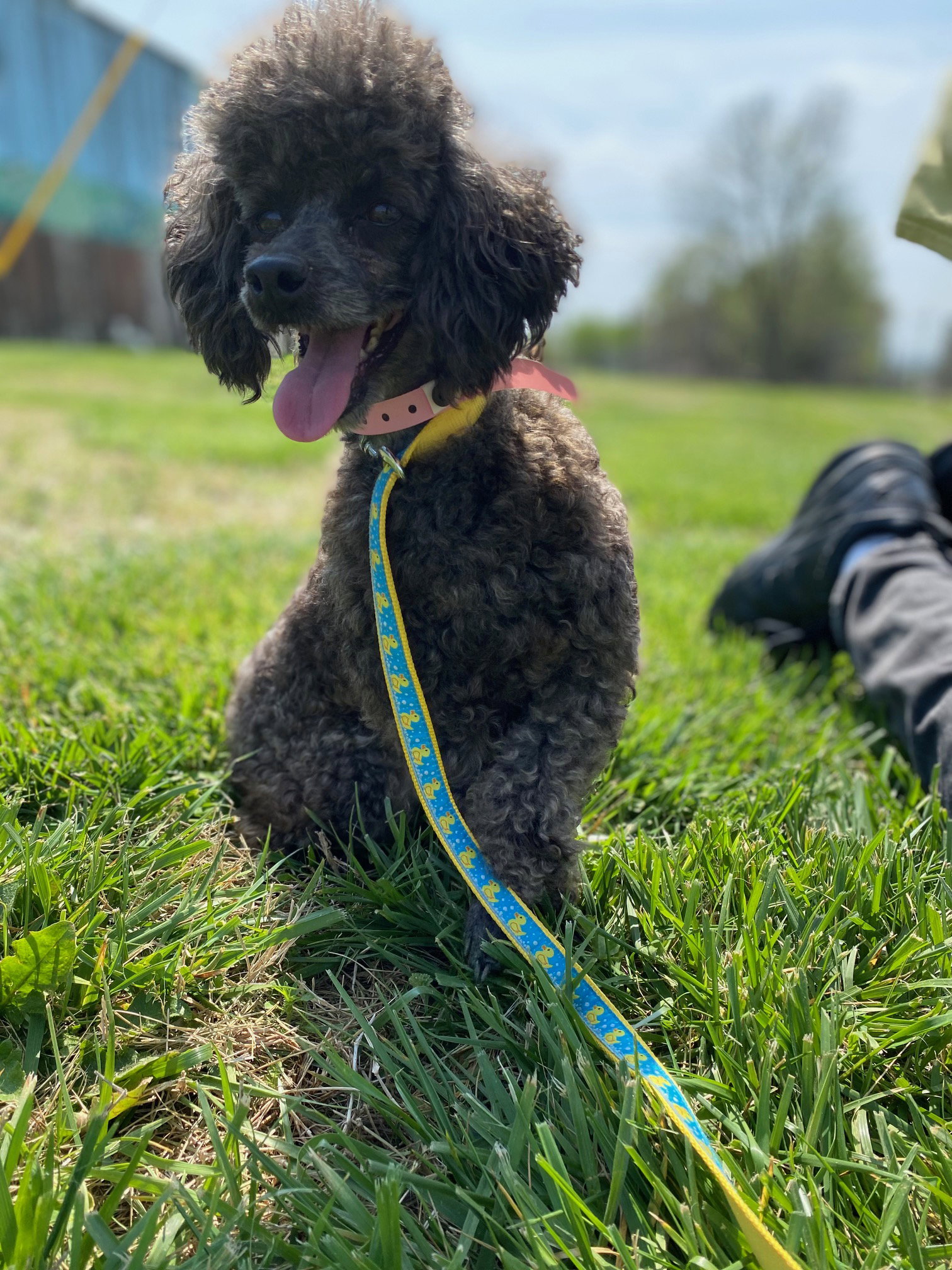 Dog Image