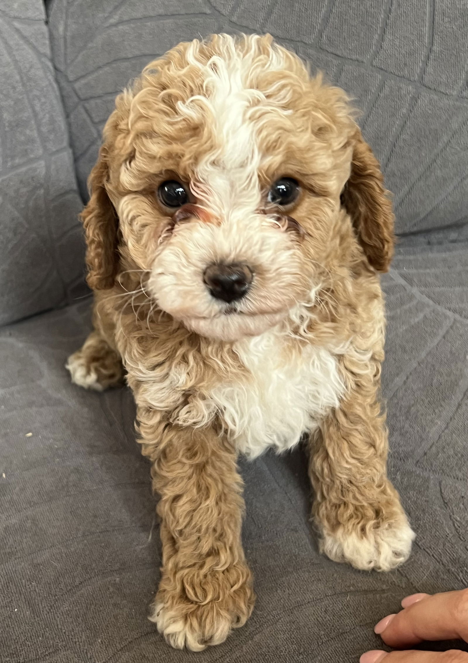 Dog Image